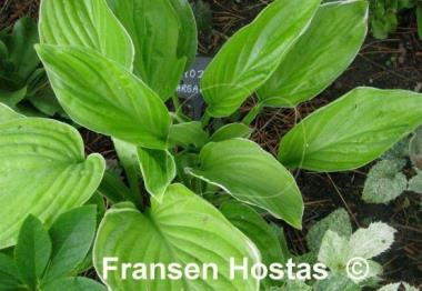 Hosta Frozen Margarita