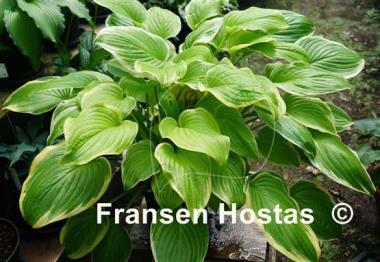 Hosta Frozen Margarita