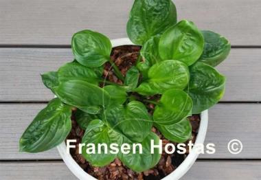 Hosta Fruit Cup