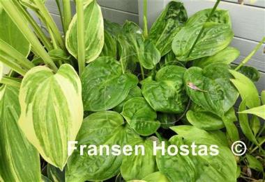 Hosta Fruit Cup