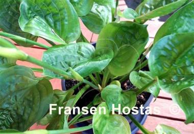 Hosta Fruit Cup
