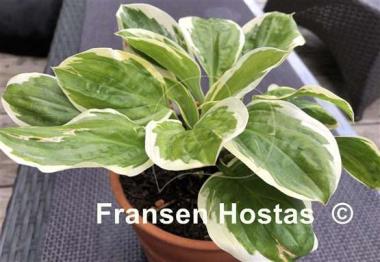 Hosta Fruit Loop