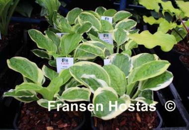 Hosta Fruit Loop