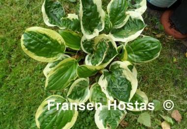 Hosta Fruit Loop