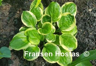Hosta Fruit Loop