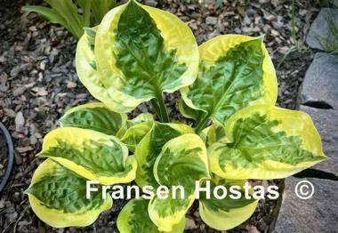 Hosta Fruit Loop
