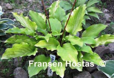 Hosta Fruit Punch