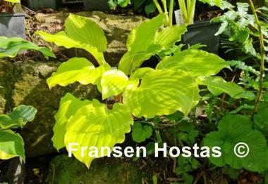 Hosta Fruit Punch