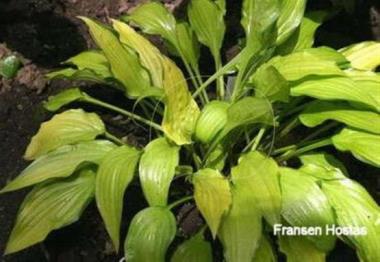 Hosta Frühlingsgold