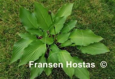 Hosta Fujibotan