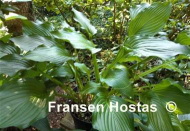Hosta Fujibotan