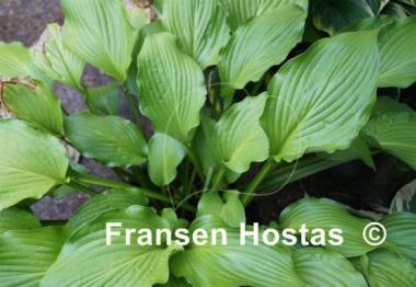 Hosta Fujibotan