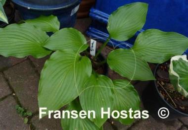 Hosta Fujibotan
