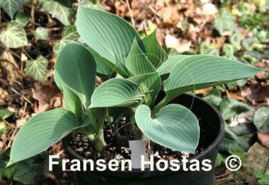 Hosta Fulda