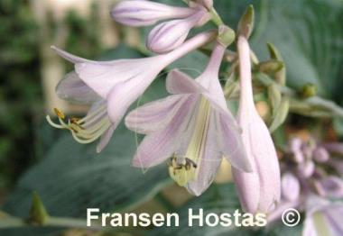 Hosta Fulda
