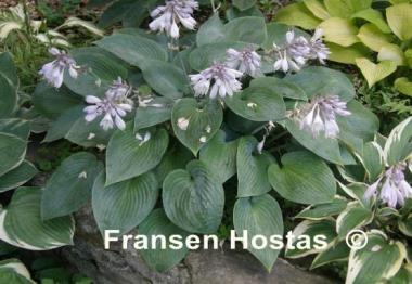 Hosta Fulda