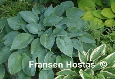 Hosta Fulda