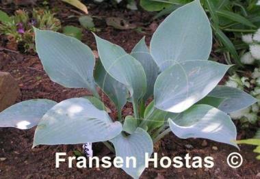 Hosta Fulda