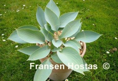 Hosta Fulda