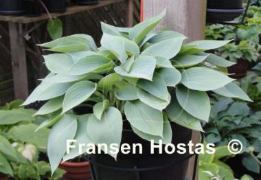 Hosta Fulda