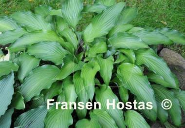 Hosta Funky Monkey