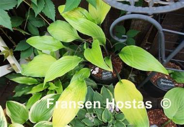 Hosta Funky Monkey