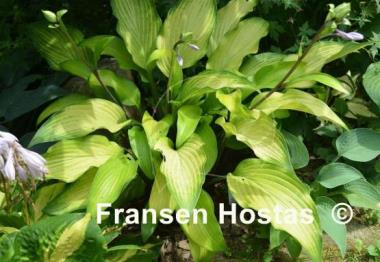 Hosta Funky Monkey