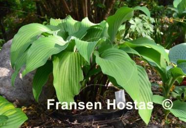 Hosta Funky Monkey