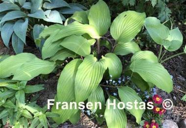 Hosta Funky Monkey