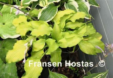 Hosta Funny Bones