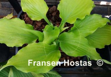 Hosta Funny Bones