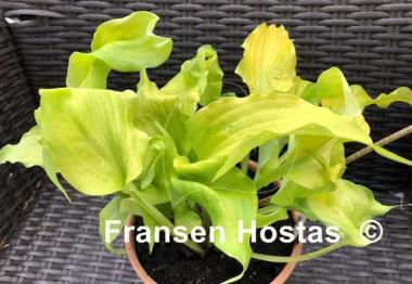 Hosta Funny Bones