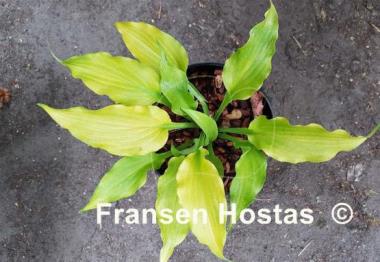 Hosta Funny Bones