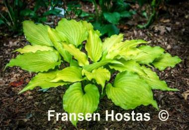Hosta Funny Bones