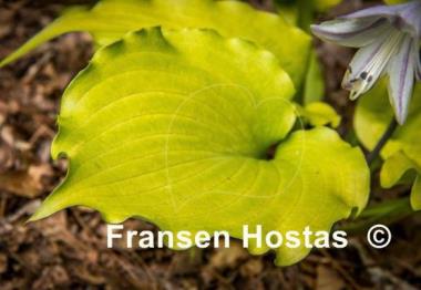 Hosta Funny Bones