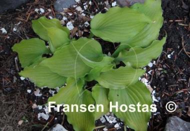 Hosta Funny Bones