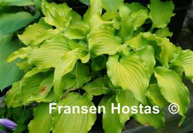 Hosta Funny Bones
