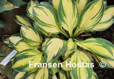Hosta Funny Frolic