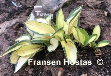 Hosta Funny Frolic