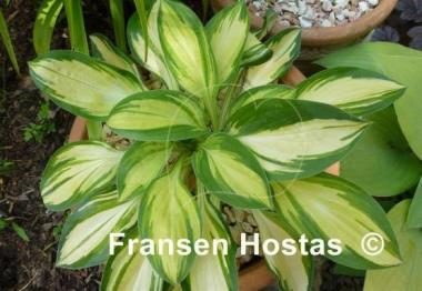 Hosta Funny Frolic