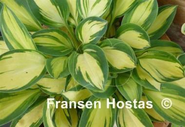 Hosta Funny Frolic