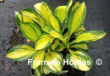 Hosta Funny Frolic