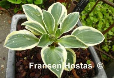 Hosta Funny Mouse