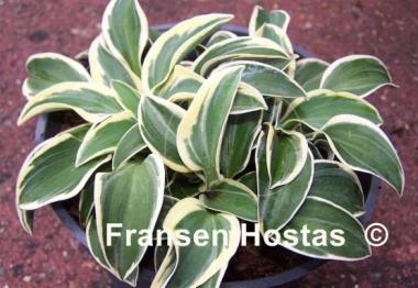 Hosta Funny Mouse