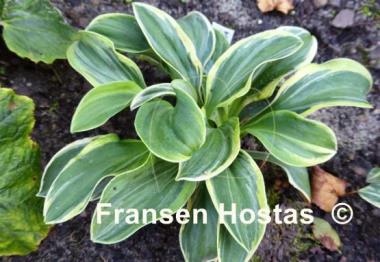 Hosta Funny Mouse