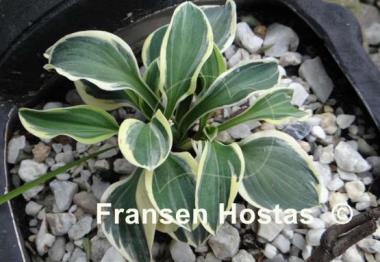 Hosta Funny Mouse
