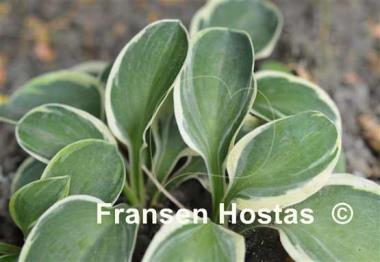 Hosta Funny Mouse