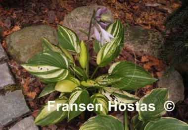 Hosta Futura