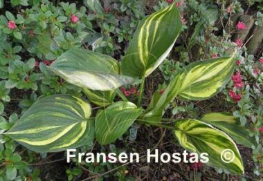 Hosta Futura