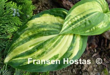 Hosta Futura
